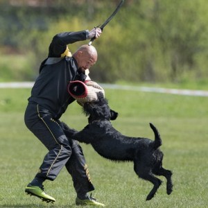 Рукав для дрессировки ризеншнауцера «For professional»